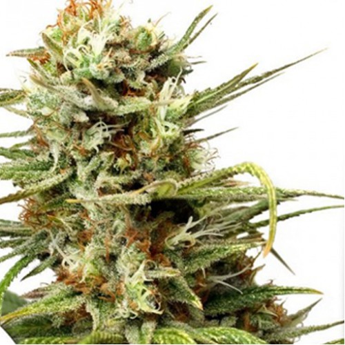 Auto White Widow Feminised Dutch Passion